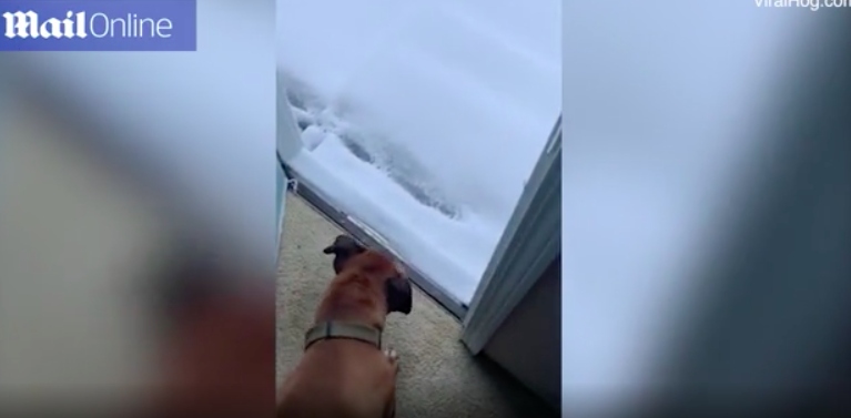 Clip: Phản ứng hài hước của chú chó to xác khi lần đầu thấy tuyết